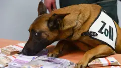 Aki, a cash-sniffing dog from the airport customs office, tackles seized euro banknotes during the balance sheet press conference for the Frankfurt Airport central customs office in Frankfurt am Main, Germany, 13 March 2015.