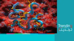 هاجس من تحوّل فيروس ماربورغ إلى جائحة عالمية