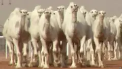 ਸਾਉਦੀ ਅਰਬ ’ਚ 12 ਇਨਾਮ ਜੇਤੂ ਊਠ ਨੂੰ ਸੁੰਦਰਤਾ ਮੁਕਾਬਲੇ ’ਚ ਦਾਖ਼ਲ ਹੋਣ ਤੋਂ ਆਯੋਗ ਕਰਾਰ ਕਰ ਦਿੱਤਾ ਗਿਆ ਹੈ।