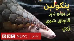 د ویتنام اوسېدونکی تای د هغې صحنې شاهد دی چې یوه مور او د هغې پنګولېن بچی د هغه په کلي کې د ګاونډیانو لخوا ونیول شول او ووژل شول.