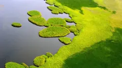 ሱድ ረግረጋማ ስፍራ
