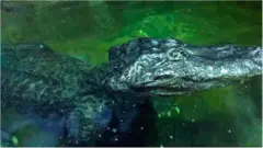 التمساح زحل