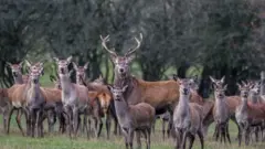 Deer