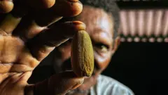 Pala Papua disebut sebagai "anak tiri" rempah Indonesia karena sejarahnya dan kini proses ekonominya tidak menguntungkan bagi para petani pala di Fakfak, Papua.