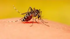 ज़ीका वायरस