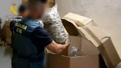 القنب