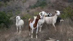 ዕስለ ኣጣል