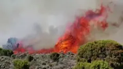 ألسنة اللهب في غابات جبل كليمنجارو