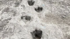 dinosaur footprints