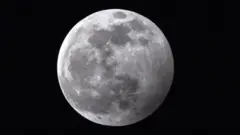 Вовчий місяць