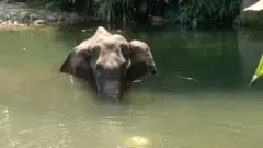 हथिनी