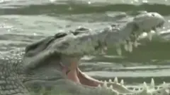 கழுத்தில் டயரோடு வாழ்ந்த முதலை