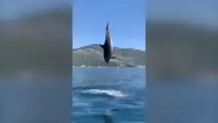 Slučajni susret turista i delfina koji se pretvorio u igru