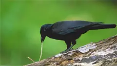 कौवा