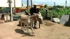 ਗਧੇ ਦਾ ਦੁੱਧ, ਗਧੇ ਦਾ ਮਾਸ, ਮੀਟ