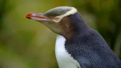 होइहो