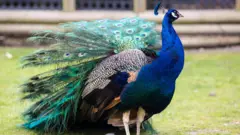 मोर