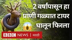 अमेरिकेतल्या कोलोरॅडोमधील जंगलातली ही घटना आहे.