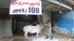 گائے سروس