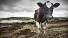 ગાય