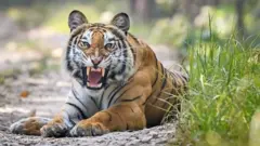 নেপালে যেখানে ২০০৯ সালে বাঘের সংখ্যা ছিল ১২১, এবছর তা বেড়ে হয়েছে ৩৫৫