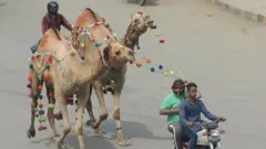 بقر عید