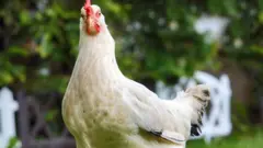 chicken
