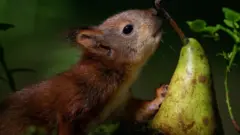 The orphaned baby squirrel eating video that went viral