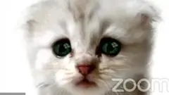 المحامي: لست قطة، القاضي:ألاحظ ذلك!
