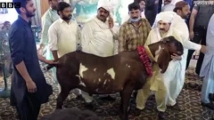 बकरा