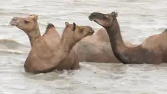 อูฐอยู่ในน้ำ