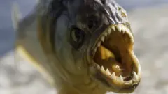 piranья