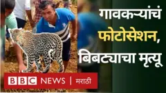 बिबट्या