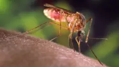 لغة الحب السرية في أزيز البعوض