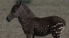zebra na tufne