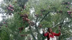 हिमाचलको स्याउ