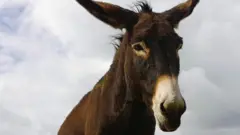 गधा