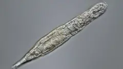Bdelloidea
