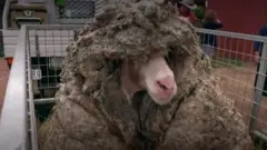 sheep