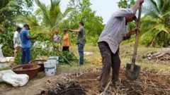 Centroamericanos trabajando en el programa Sembrando Vida