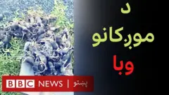 د اسټرالیا لرې پرتې سیمې په تېرو څو کلونو کې د وچکالۍ، اورلګېدنو او سېلابونو له امله سختې زیانمنې شوې دي. ځینو بزګرانو له ښو شرایطو او یوې پیاوړې غلې سره استراحت وکړ.
