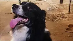 الكلب الذي أصبح بطل لبنان الجديد