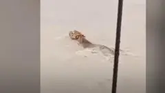 बाघ