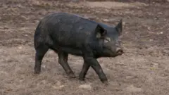 A black pig for field