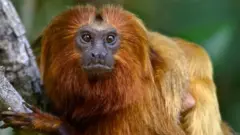 monkey