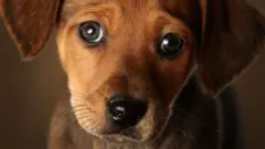 కుక్క
