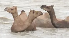 اونٹ