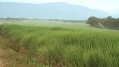 የፊንጫአ ስኳር ፋብሪካ የሸንኮራ አገዳ ተክል