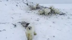 Ведмеді