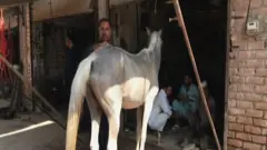 اسونو نال